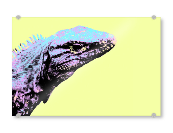 Acrylglasbild "Leguan Pop Art" artboxONE - Natur,Reise,Tiere,Reise / Länder