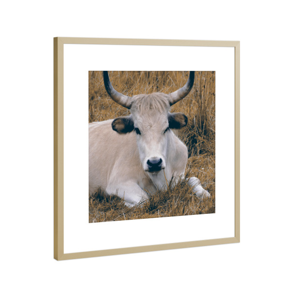 Poster mit Rahmen Gold "An Aurochs" artboxONE - Natur,Tiere