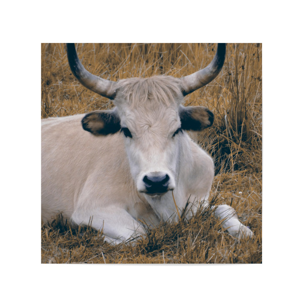 Poster 20x20 cm "An Aurochs" artboxONE - Natur,Tiere
