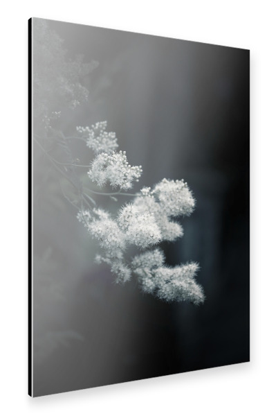 Alu-Dibond "Weiße Sanftheit" 30x20 cm artboxONE