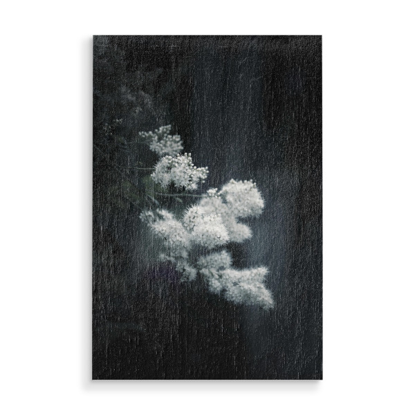 Holzbild "Weiße Sanftheit" artboxONE - Floral