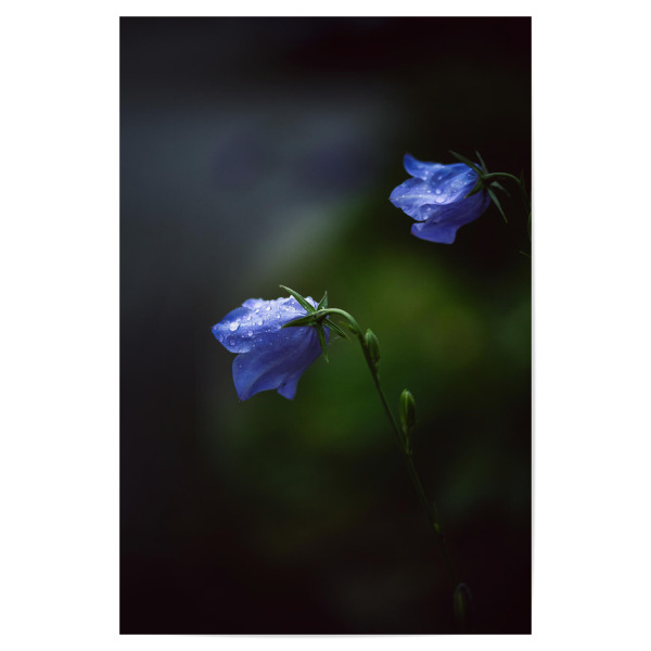 Poster 30x20 cm "Blaupunkt" artboxONE - Floral