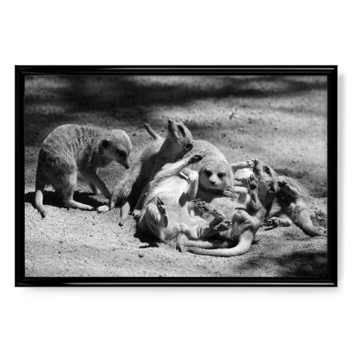 Erdmännchen Chaos Familie sw