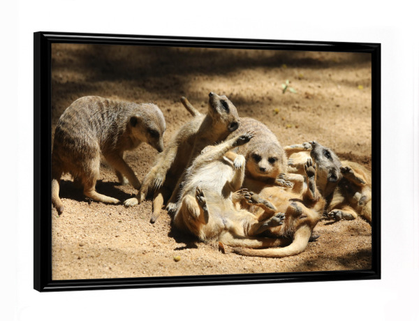 Poster mit schwarzem Rahmen "Lustige Erdmännchen Chaos Familie" artboxONE - Für Kinder,Tiere,Liebe,Für Mama,Lustig