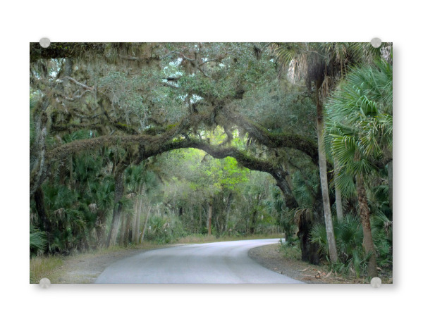 Acrylglasbild "A Southern Oak Alley" artboxONE - Natur,Reise,Reise / Länder