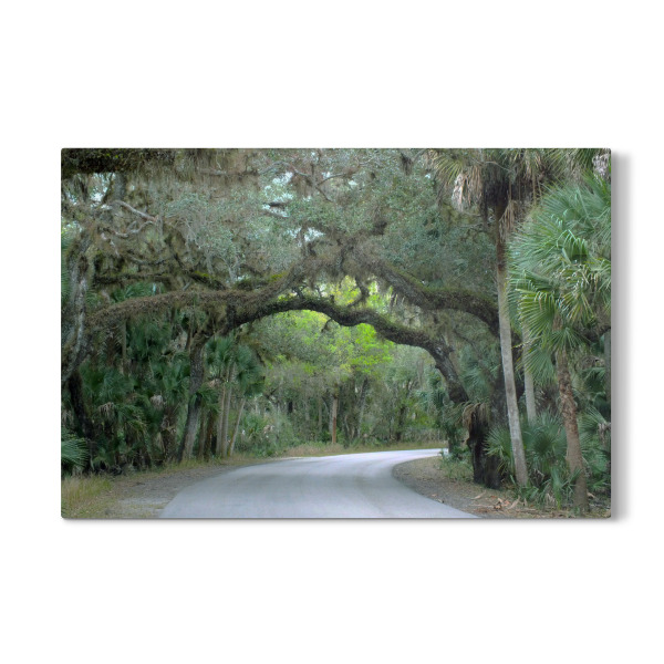 Galerie-Print "A Southern Oak Alley" 30x20 cm artboxONE