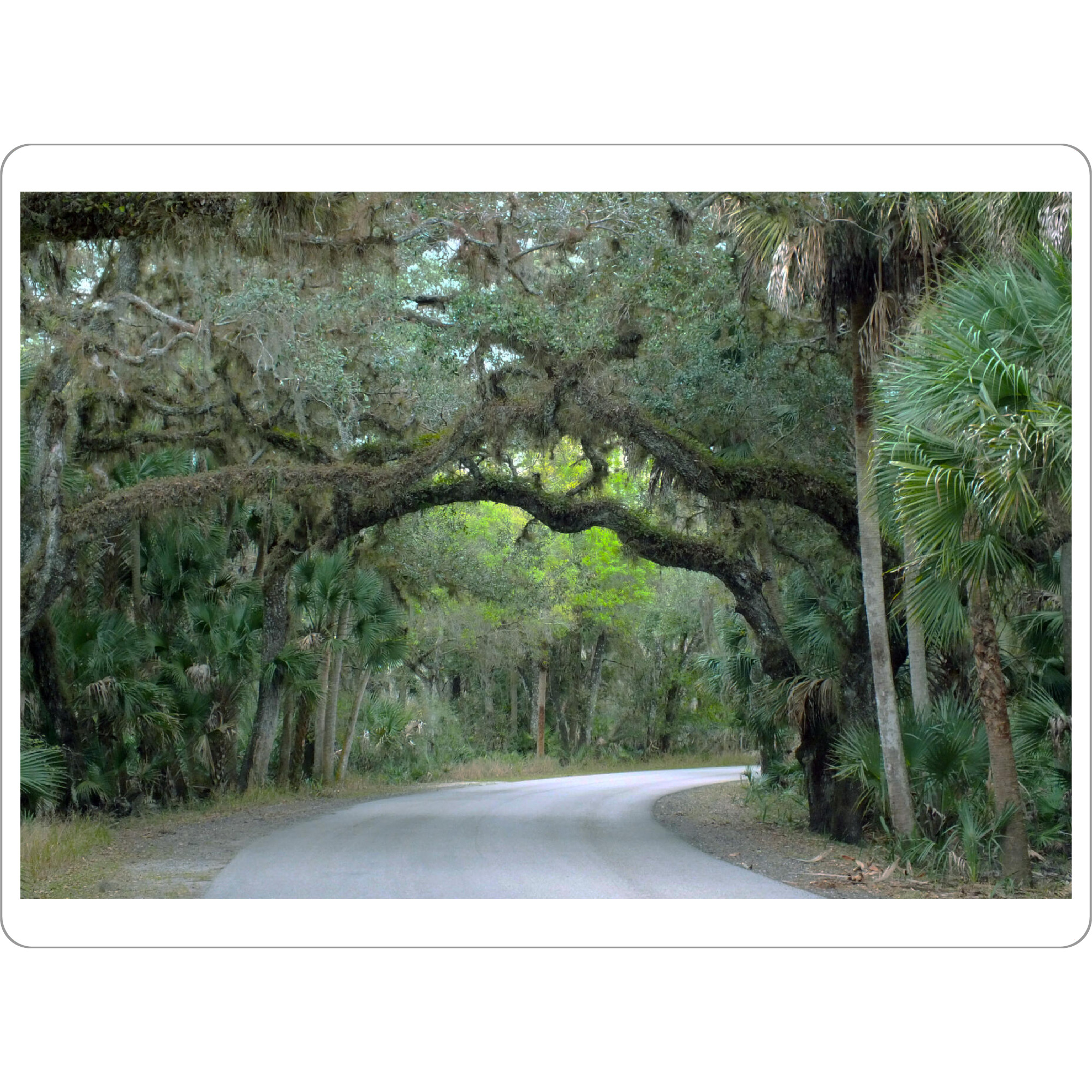 Tischset "A Southern Oak Alley" artboxONE - Natur,Reise,Reise / Länder