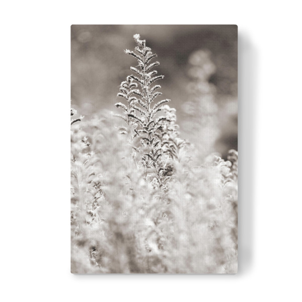 Leinwandbild "Weiße Wildblumen im Sommer" artboxONE - Natur,Floral,Schwarzweiß