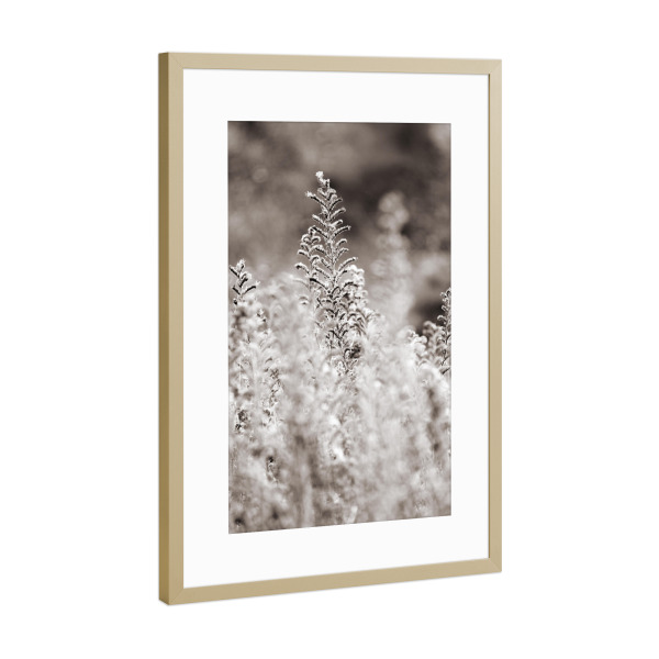 Poster mit Rahmen Gold "Weiße Wildblumen im Sommer" artboxONE - Natur,Floral,Schwarzweiß