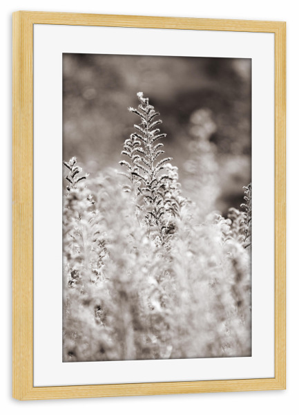 Poster mit Rahmen kiefer "Weiße Wildblumen im Sommer" artboxONE - Natur,Floral,Schwarzweiß
