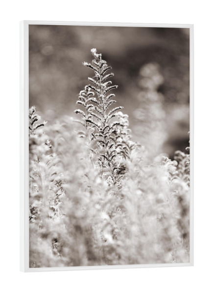 Poster mit weißem Rahmen "Weiße Wildblumen im Sommer" artboxONE - Natur,Floral,Schwarzweiß