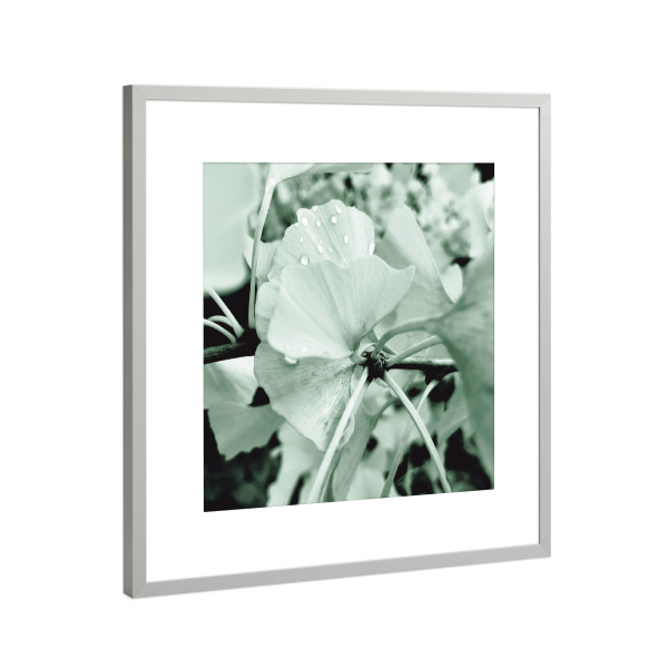 Poster mit Rahmen Silber "Blasser Gingko" artboxONE - Natur,Floral,Reise / Asien