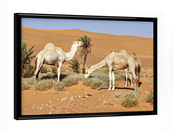 Poster mit schwarzem Rahmen "Kamele in der Sahara" artboxONE - Tiere - Wüste,Sahara,Kamele,Algerien,Düne,Sand,Sanddüne