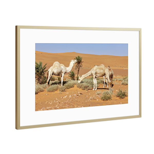 Poster mit Rahmen Gold "Kamele in der Sahara" artboxONE - Tiere - Wüste,Sahara,Kamele,Algerien,Düne,Sand,Sanddüne