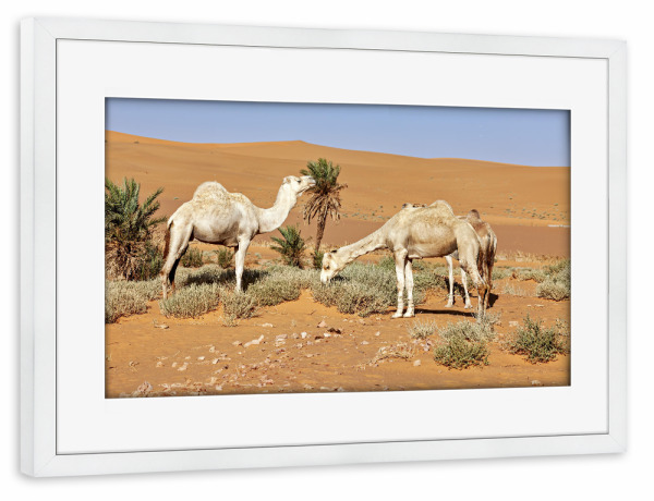 Poster mit Rahmen weiß "Kamele in der Sahara" artboxONE - Tiere - Wüste,Sahara,Kamele,Algerien,Düne,Sand,Sanddüne