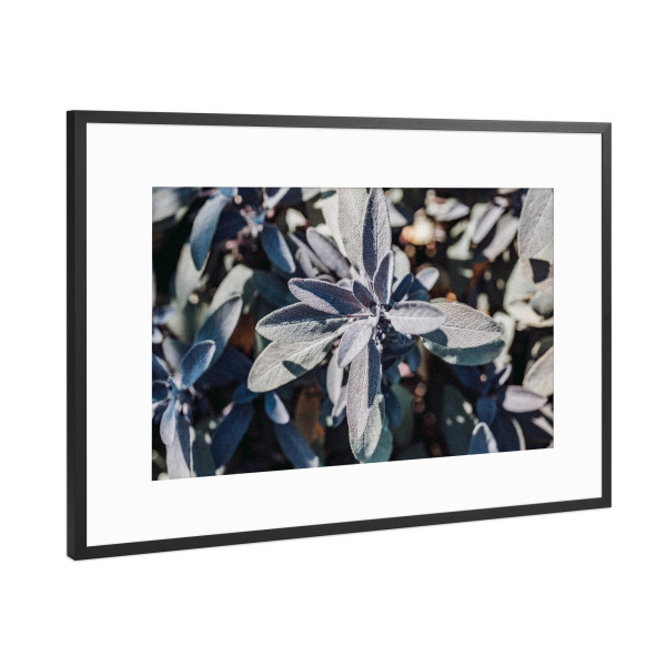 Poster mit Rahmen Schwarz (Metallic) "Salbei Liebe" artboxONE - Natur,Floral,Essen & Trinken