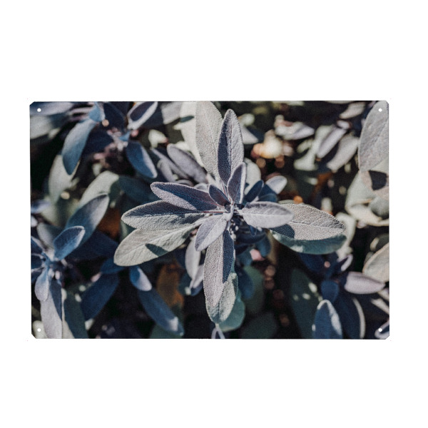 Holzbild "Salbei Liebe" artboxONE - Natur,Floral,Essen & Trinken