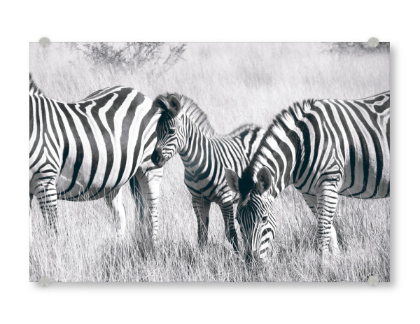 Acrylglasbild "Zebras im Busch" artboxONE - Natur,Reise,Tiere,Schwarzweiß,Reise / Afrika