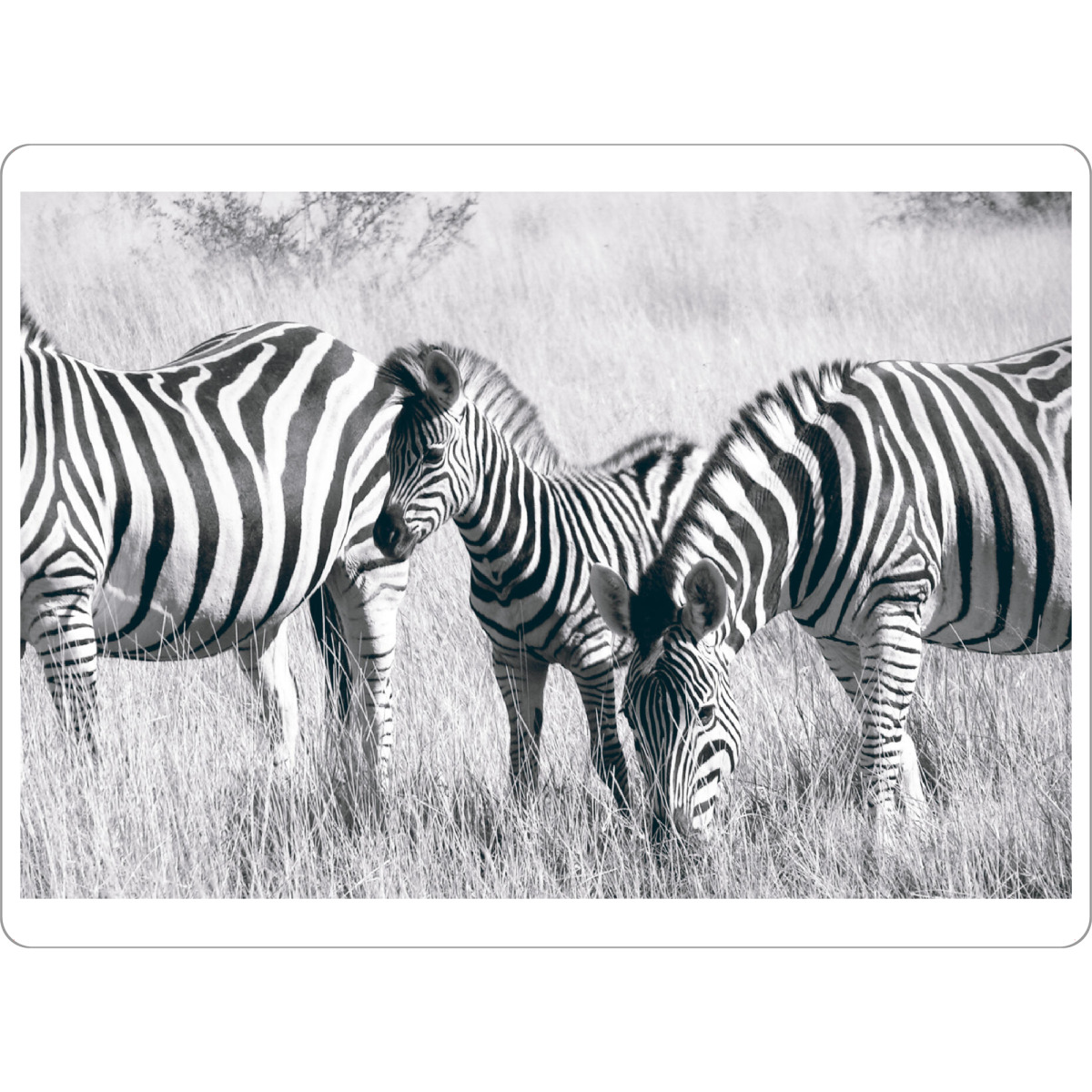 Tischset "Zebras im Busch" artboxONE - Natur,Reise,Tiere,Schwarzweiß,Reise / Afrika
