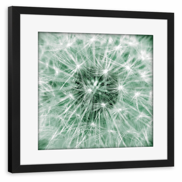 Poster mit Rahmen schwarz "Blasse Pusteblume" artboxONE - Natur,Floral