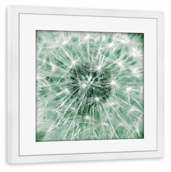 Poster mit Rahmen weiß "Blasse Pusteblume" artboxONE - Natur,Floral