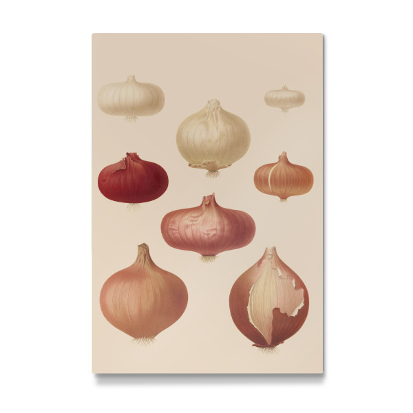 Galerie-Print "Collection of various onions" 30x20 cm artboxONE