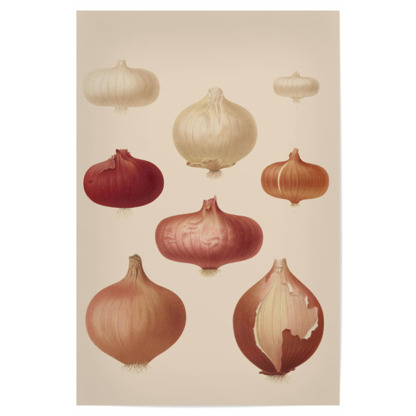 Poster 30x20 cm "Collection of various onions" artboxONE - Natur
