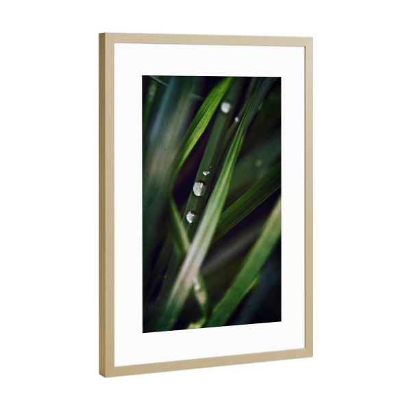 Poster mit Rahmen Gold "Tropfenparade" artboxONE - Floral