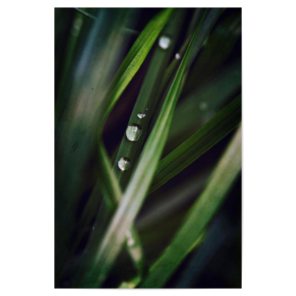 Poster "Tropfenparade" artboxONE - Floral - Tautropfen,Wassertropfen,Natur,Grün,Textur,Gras,Sommer,Idylle,Idyllisch,Harmonie,Ruhe,Sanftheit