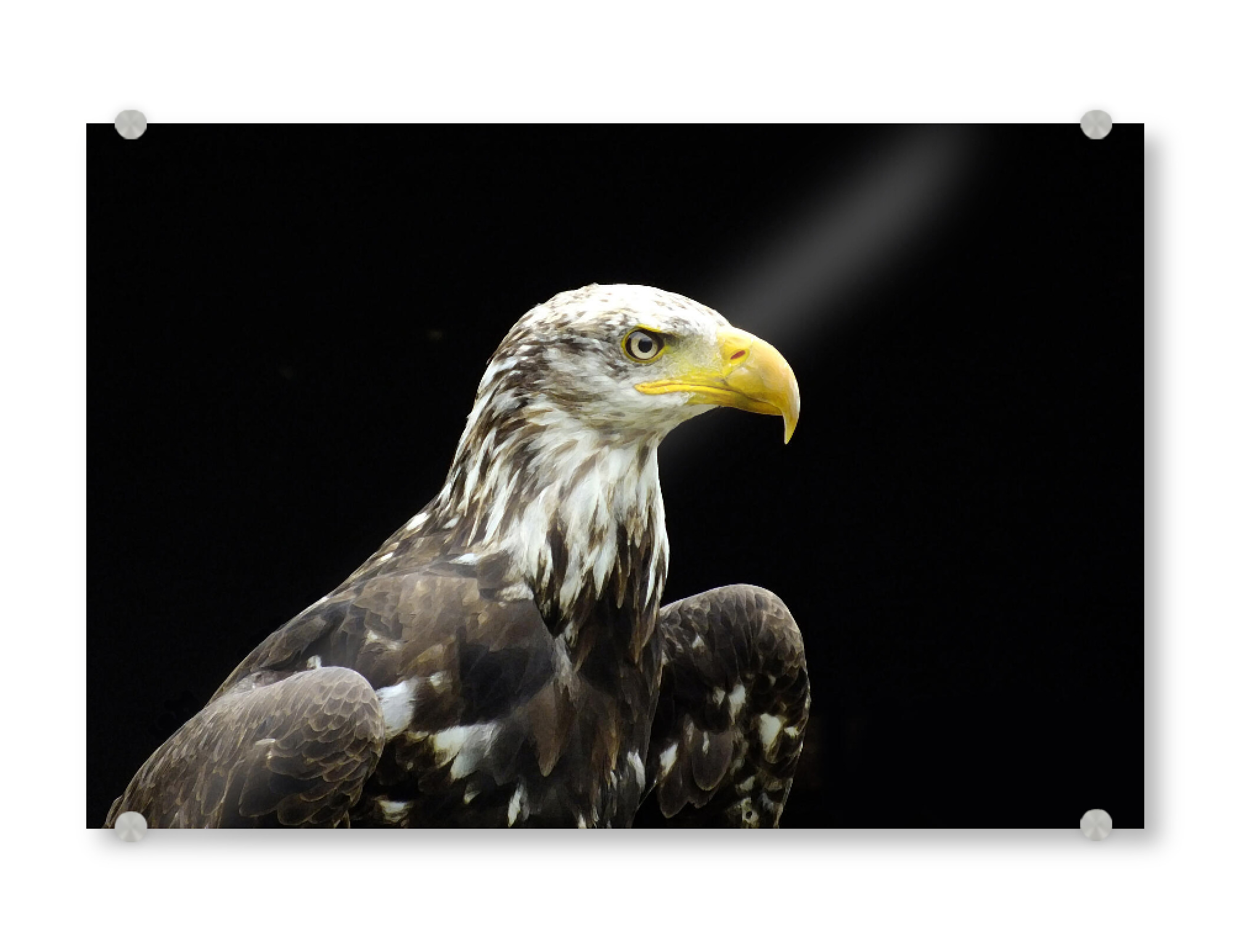 Acrylglasbild "Ein Weißkopfseeadler" artboxONE - Natur,Reise,Tiere,Reise / Länder