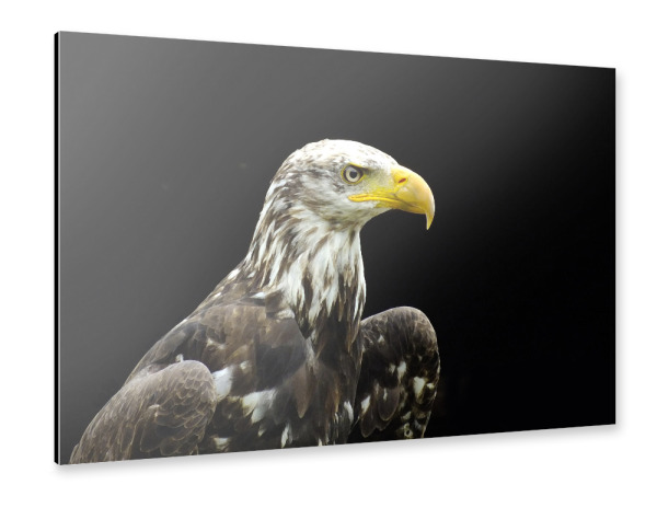Alu-Dibond "Ein Weißkopfseeadler" 30x20 cm artboxONE