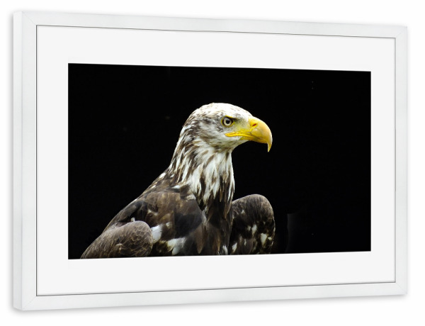 Poster mit Rahmen weiß "Ein Weißkopfseeadler" artboxONE - Natur,Reise,Tiere,Reise / Länder