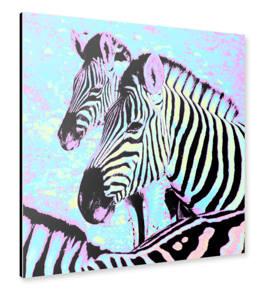 Alu-Dibond "Pop Art Zebras" 30x30 cm artboxONE