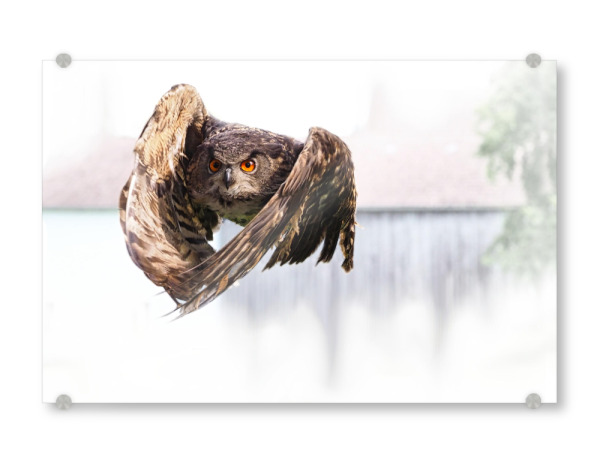 Acrylglasbild "Uhu im Anflug" artboxONE - Natur,Tiere - Uhu,Vogel,Greifvogel,Eule,Ornithology,Owl,Bird,Bird of prey,Falknerei,Falconry,Natur,Nature
