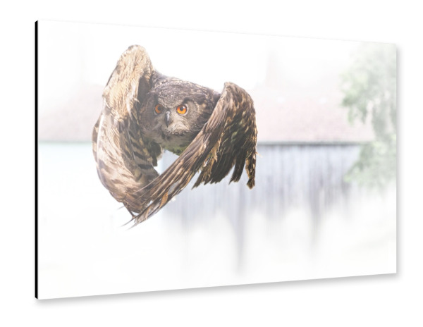 Alu-Dibond "Uhu im Anflug" 30x20 cm artboxONE
