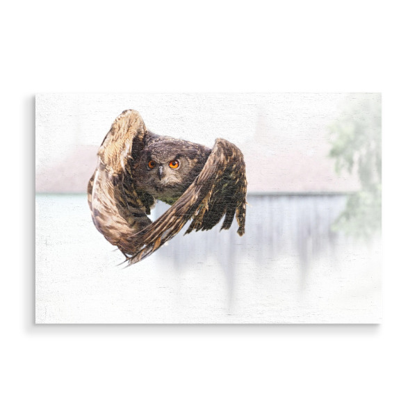 Holzbild "Uhu im Anflug" artboxONE - Natur,Tiere - Uhu,Vogel,Greifvogel,Eule,Ornithology,Owl,Bird,Bird of prey,Falknerei,Falconry,Natur,Nature