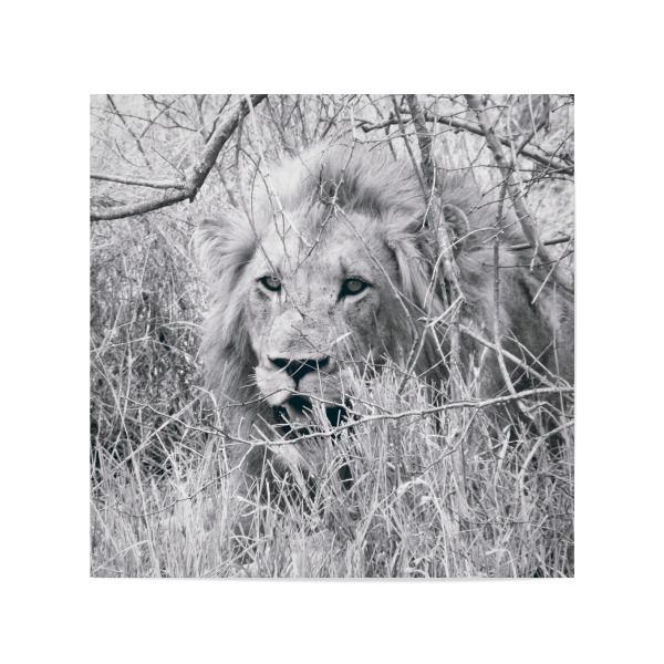 Poster 20x20 cm "Löwe in schwarzweiß" artboxONE - Natur,Reise,Tiere,Schwarzweiß,Reise / Afrika