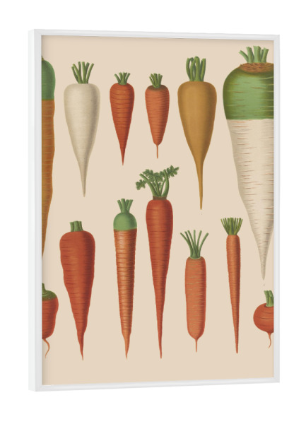 Poster mit weißem Rahmen "Botanical carrots" artboxONE - Natur