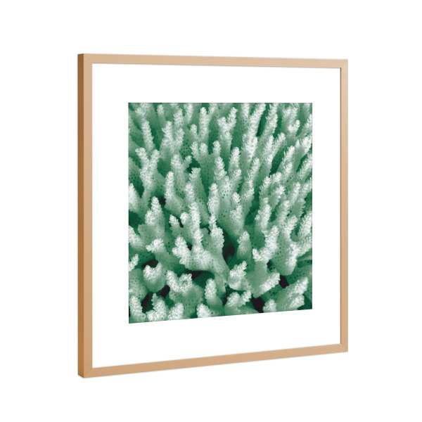 Poster mit Rahmen Kupfer "Blasse Korallen" artboxONE - Natur,Floral,Unterwasser