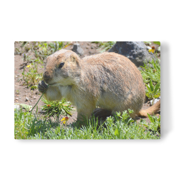 Leinwandbild "Fressender Präriehund" artboxONE - Natur,Reise,Tiere,Reise / Länder