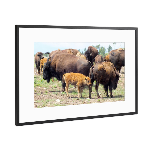 Poster mit Rahmen Schwarz (Metallic) "Bisonherde im Wilden Westen" artboxONE - Reise,Tiere,Reise / Länder