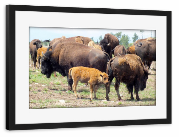 Poster mit Rahmen schwarz "Bisonherde im Wilden Westen" artboxONE - Reise,Tiere,Reise / Länder