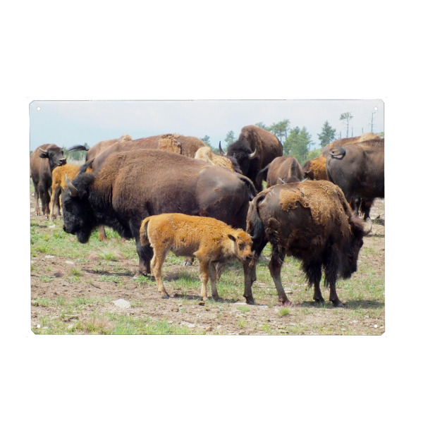 Holzbild "Bisonherde im Wilden Westen" artboxONE - Reise,Tiere,Reise / Länder