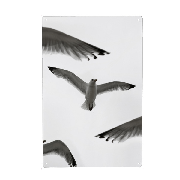 Holzbild "Möwe mit Himmel schwarz-weiß" artboxONE - Tiere,Schwarzweiß,Reise / Strand und Meer