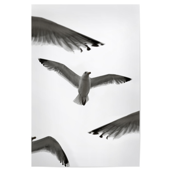 Poster "Möwe mit Himmel schwarz-weiß" artboxONE - Tiere,Schwarzweiß,Reise / Strand und Meer