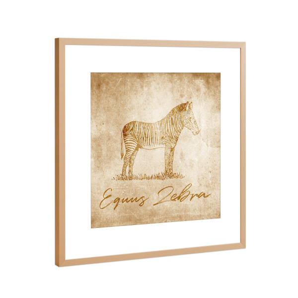 Poster mit Rahmen Kupfer "Zebra vintage" artboxONE - Reise,Tiere,Reise / Afrika,Reise / Länder