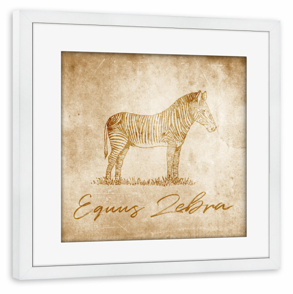 Poster mit Rahmen weiß "Zebra vintage" artboxONE - Reise,Tiere,Reise / Afrika,Reise / Länder