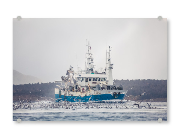 Acrylglasbild "Fischerboot Norwegen" artboxONE - Reise,Reise / Länder - Fischkutter,Fischfang,Schiff,Norwegische küste,Skandinavien,Möwen,Vögel,Meer