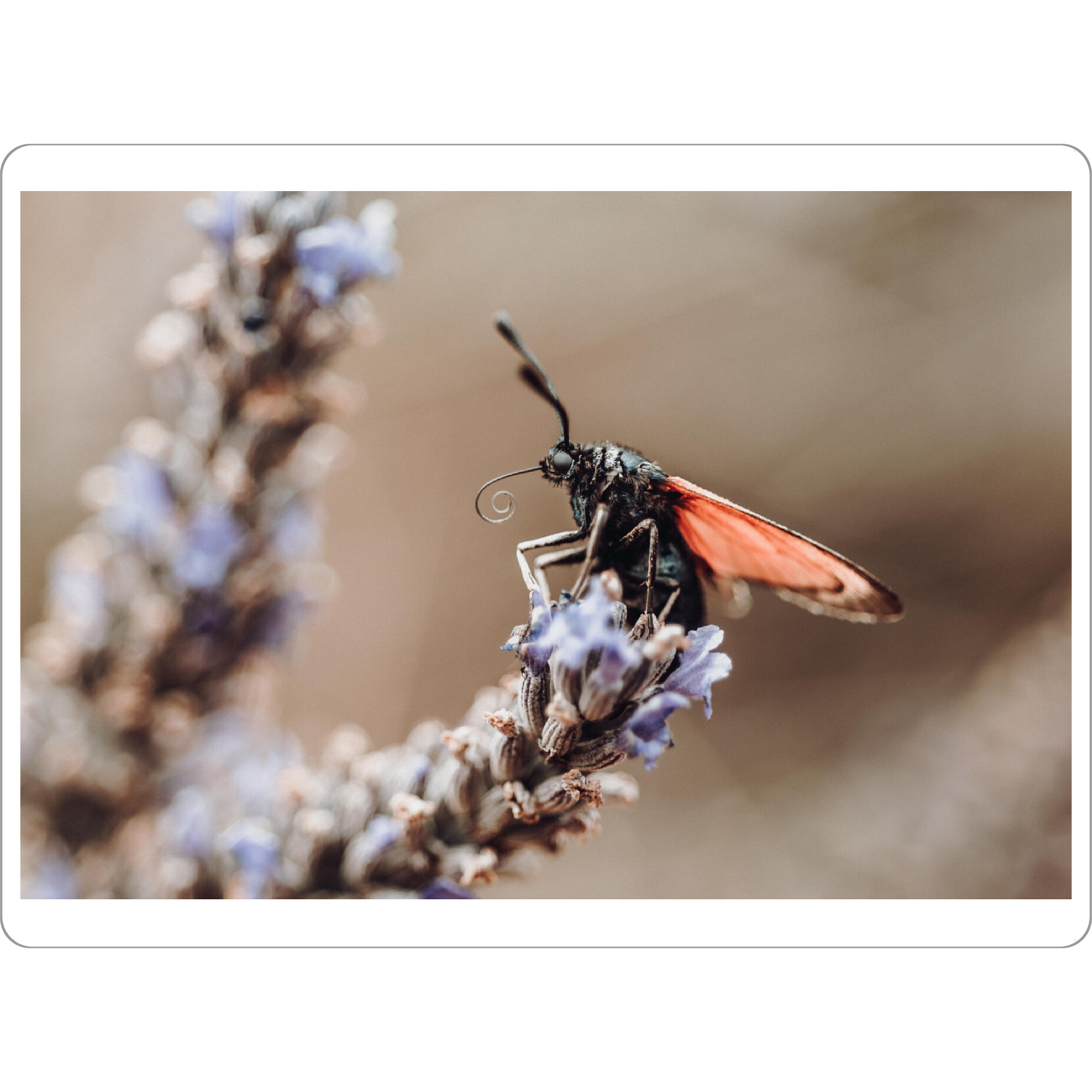Tischset "Boho Insekten Zauber" artboxONE - Natur,Floral,Tiere