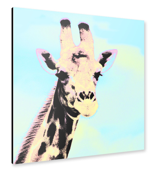 Alu-Dibond "Giraffe Pop-Art" 30x30 cm artboxONE